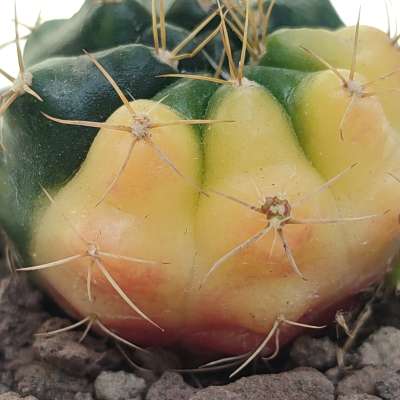 Gymnocalycium damsii f. variegata - Giromagi