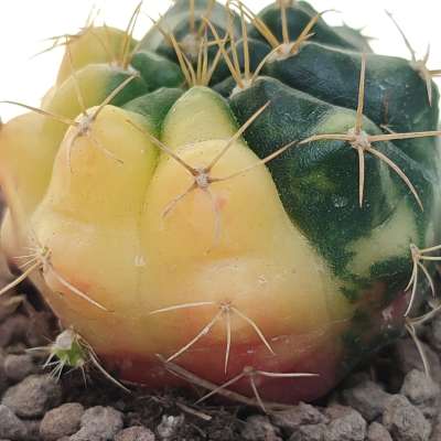 Gymnocalycium damsii f. variegata - Giromagi