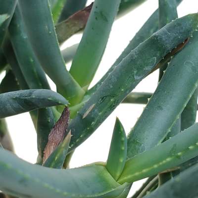 Aloe ramosissima - Giromagi