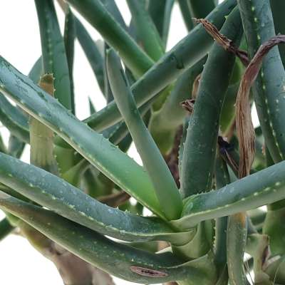 Aloe ramosissima - Giromagi