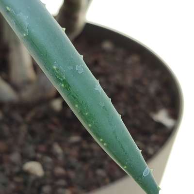 Aloe ramosissima - Giromagi