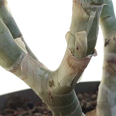 Aloe ramosissima - Giromagi