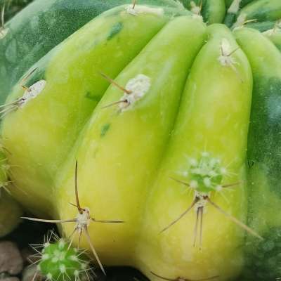 Matucana polzii f. variegata - Giromagi