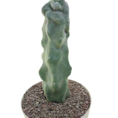 Lophocereus schottii f. mostruosa - Giromagi