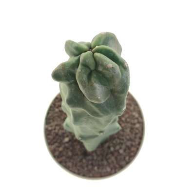 Lophocereus schottii f. mostruosa - Giromagi