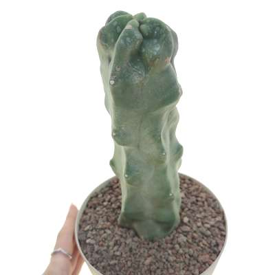 Lophocereus schottii f. mostruosa