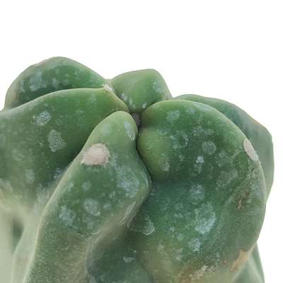 Lophocereus schottii f. mostruosa - Giromagi