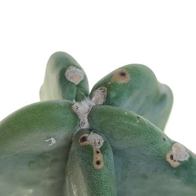 Cereus jamacaru 'Cuddly cactus' - Giromagi