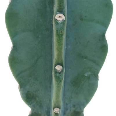 Cereus jamacaru 'Cuddly cactus' - Giromagi