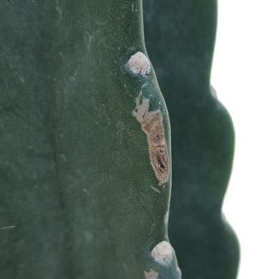 Cereus jamacaru 'Cuddly cactus' - Giromagi