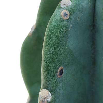 Cereus jamacaru 'Cuddly cactus' - Giromagi