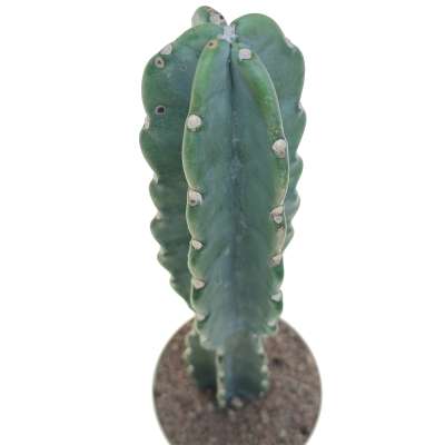 Cereus jamacaru 'Cuddly cactus' - Giromagi