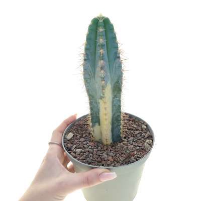 Cereus Azureus f. variegata (Own roots)