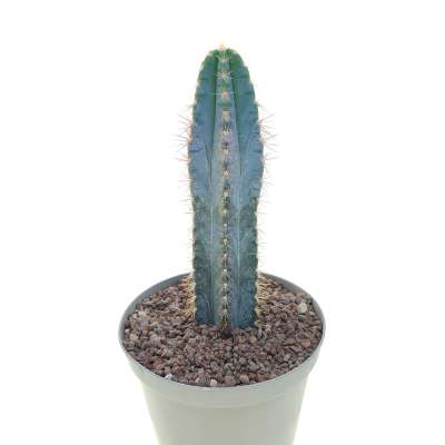 Cereus Azureus f. variegata (Own roots) - Giromagi