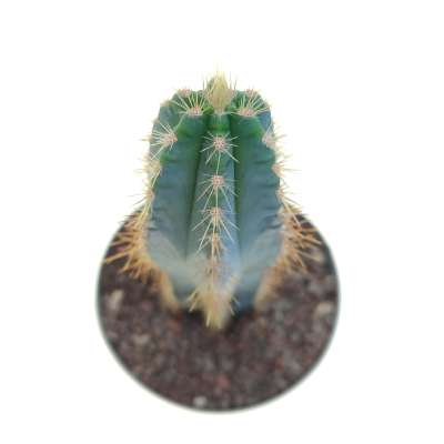 Cereus Azureus f. variegata (Own roots) - Giromagi
