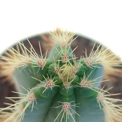 Cereus Azureus f. variegata (Own roots) - Giromagi