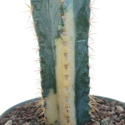 Cereus Azureus f. variegata (Own roots) - Giromagi