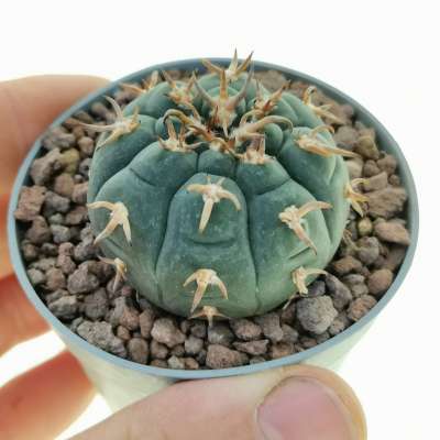 Gymnocalycium spegazzinii var. unguispinum