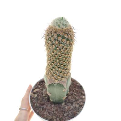 Austrocylindropuntia pachypus