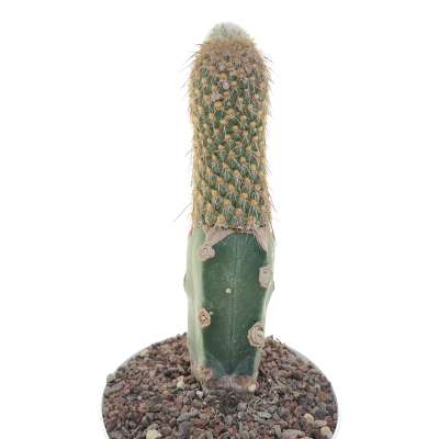 Austrocylindropuntia pachypus - Giromagi