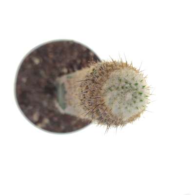 Austrocylindropuntia pachypus - Giromagi