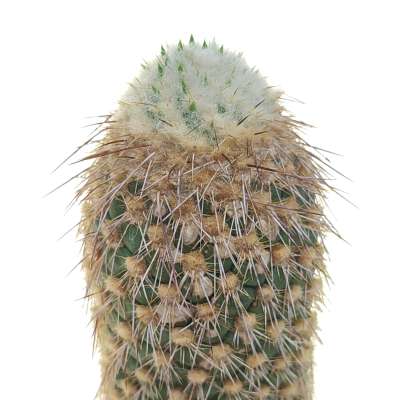 Austrocylindropuntia pachypus - Giromagi