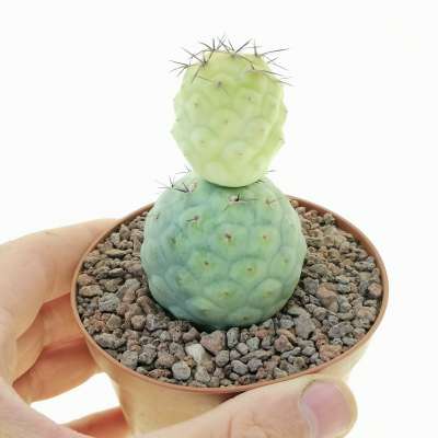 Tephrocactus geometricus f. variegata (Own roots)