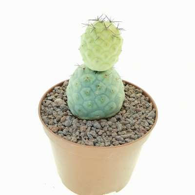 Tephrocactus geometricus f. variegata (Own roots) - Giromagi