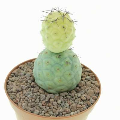 Tephrocactus geometricus f. variegata (Own roots) - Giromagi