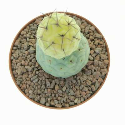 Tephrocactus geometricus f. variegata (Own roots) - Giromagi