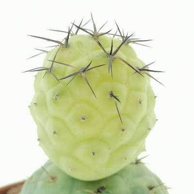 Tephrocactus geometricus f. variegata (Own roots) - Giromagi