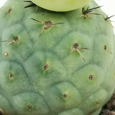 Tephrocactus geometricus f. variegata (Own roots) - Giromagi