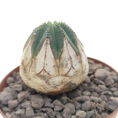 Euphorbia obesa (White rare form) - Giromagi