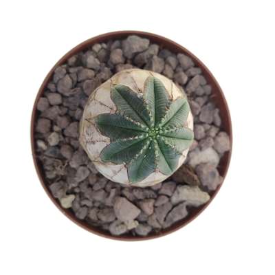 Euphorbia obesa (White rare form) - Giromagi