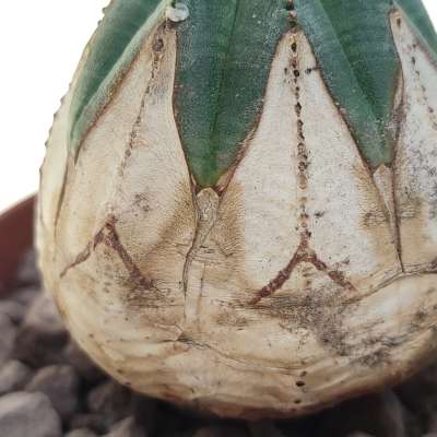 Euphorbia obesa (White rare form) - Giromagi