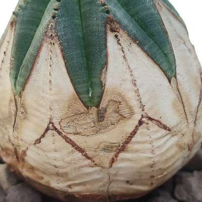 Euphorbia obesa (White rare form) - Giromagi