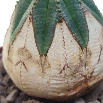 Euphorbia obesa (White rare form) - Giromagi