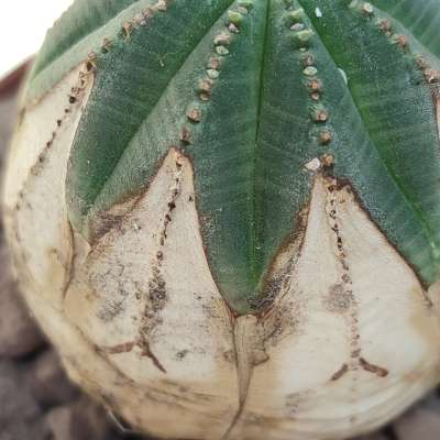 Euphorbia obesa (White rare form) - Giromagi