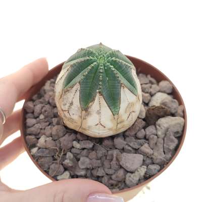 Euphorbia obesa (White rare form)