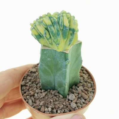 Myrtillocactus geometrizans f. crestata variegata