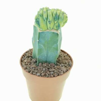 Myrtillocactus geometrizans f. crestata variegata - Giromagi