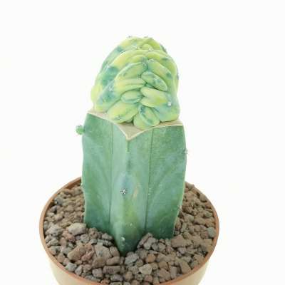 Myrtillocactus geometrizans f. crestata variegata - Giromagi