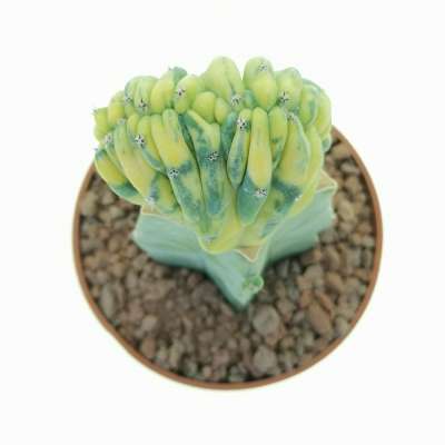 Myrtillocactus geometrizans f. crestata variegata - Giromagi