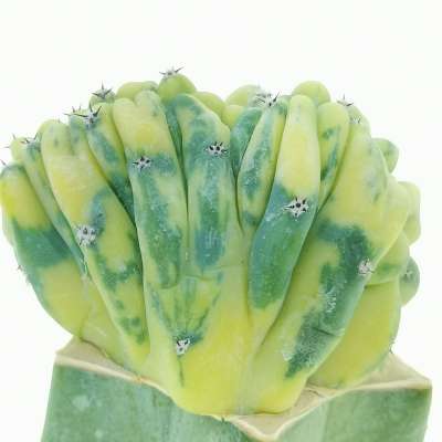 Myrtillocactus geometrizans f. crestata variegata - Giromagi