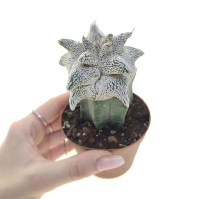 Astrophytum coahuilense cv. Hakuran Snow kikko