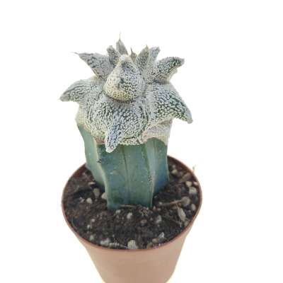 Astrophytum coahuilense cv. Hakuran Snow kikko - Giromagi