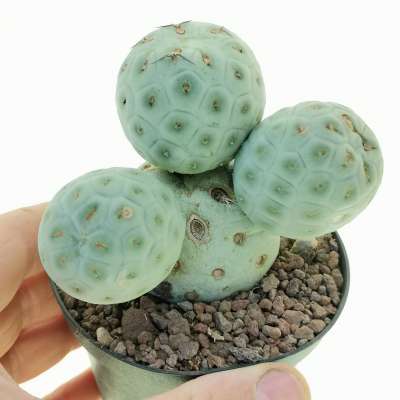 Tephrocactus geometricus