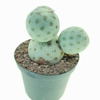 Tephrocactus geometricus - Giromagi