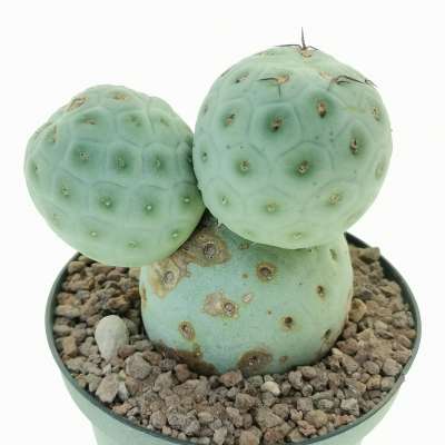 Tephrocactus geometricus - Giromagi