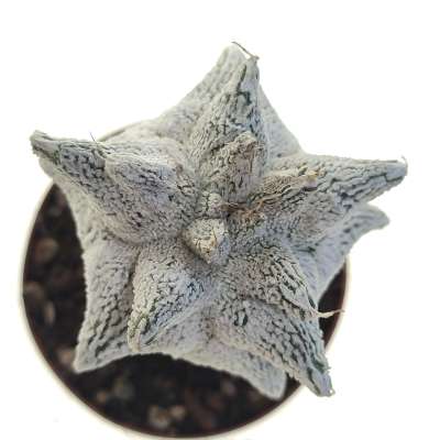 Astrophytum coahuilense cv. Hakuran Snow kikko - Giromagi